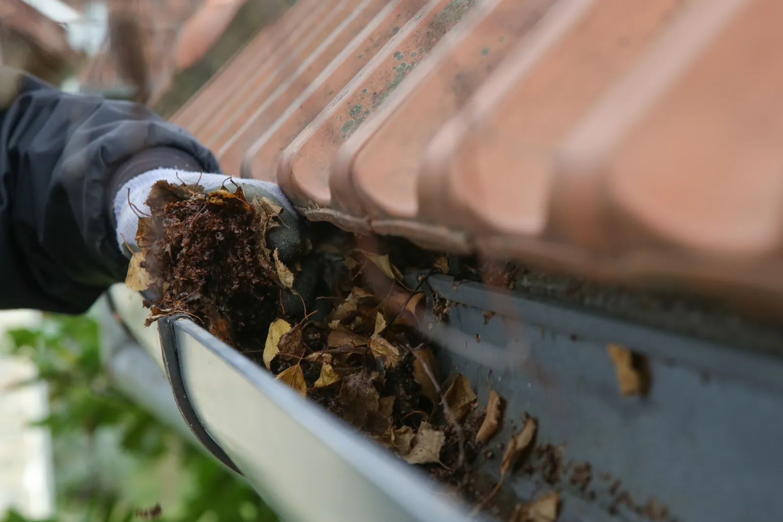 Gloved hand clearing a thick mat of leaves and debris from a roof gutter