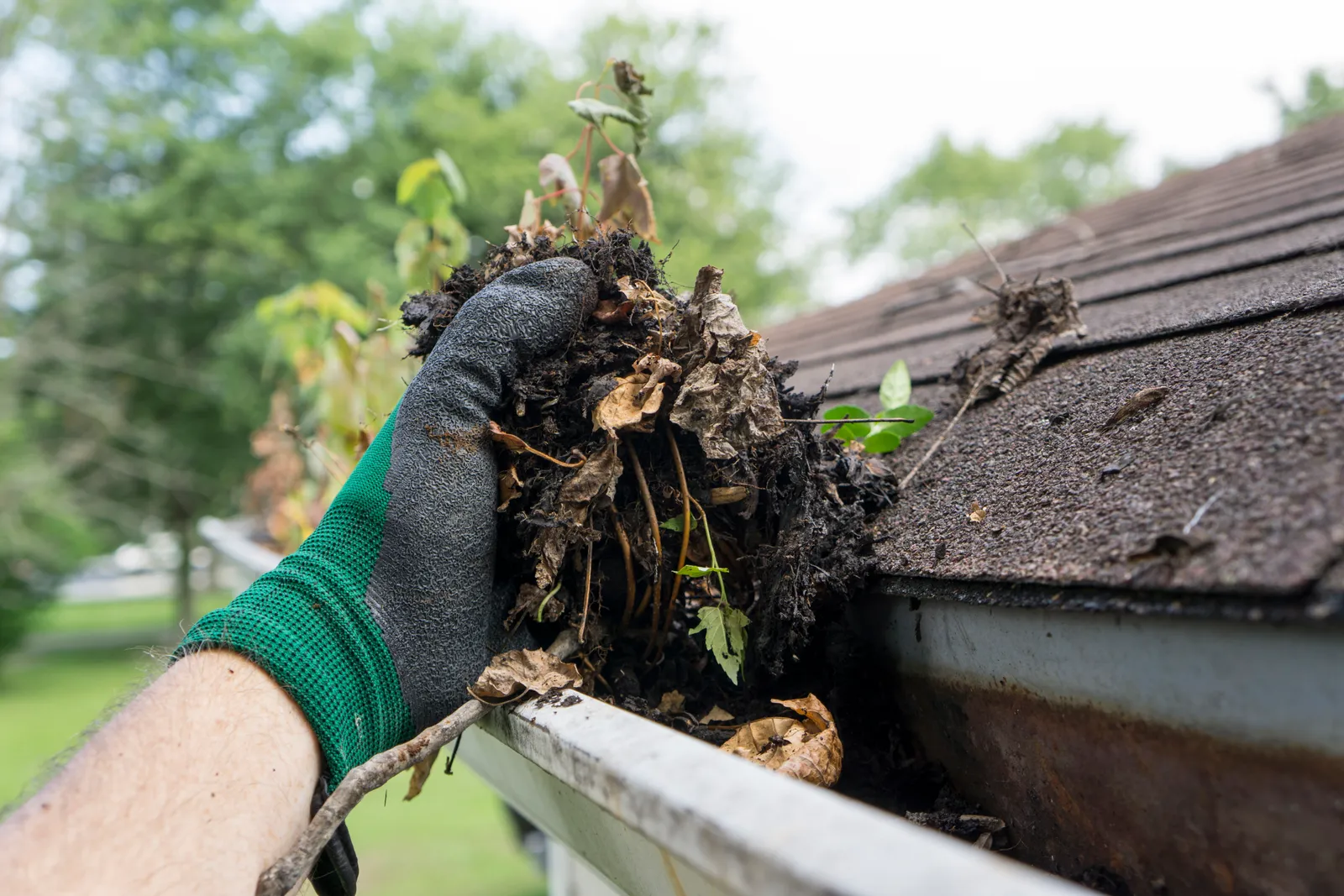 Gloved hand pulling moss, leaves and debris out of a blocked roof gutter